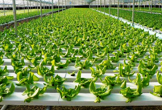 Hydroponic farming